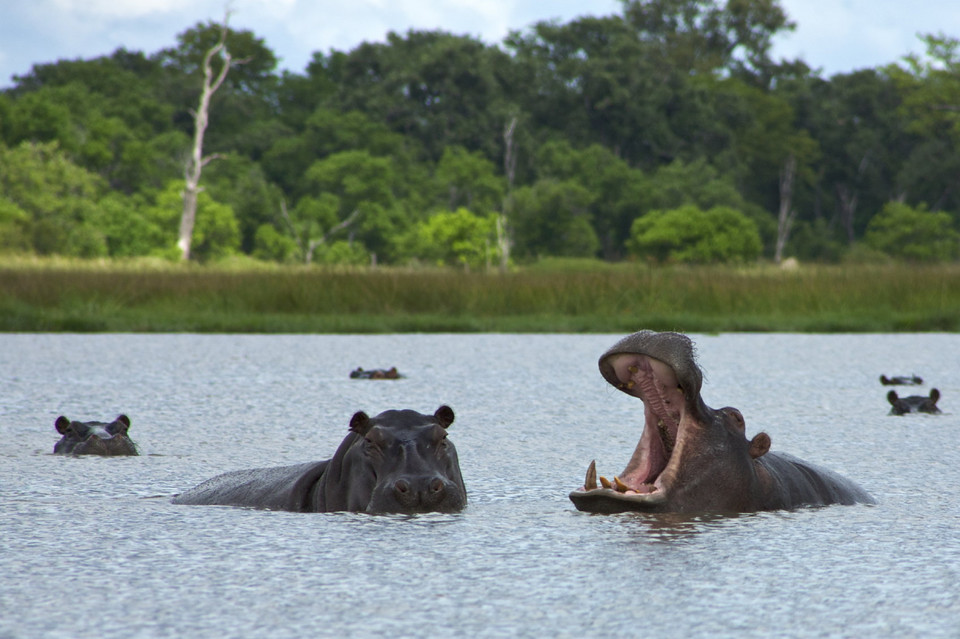 Delta Okavango