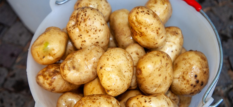 Czy ziemniaki są zdrowe? Odpowiedź wcale nie jest taka oczywista