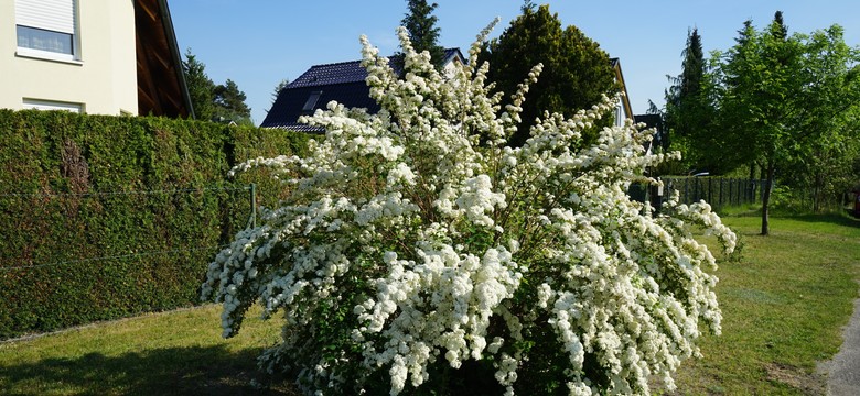 Będzie idealna na żywopłot. Ma piękny zapach i jest łatwa w uprawie