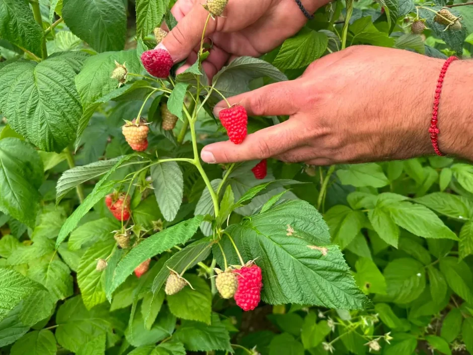  Maline