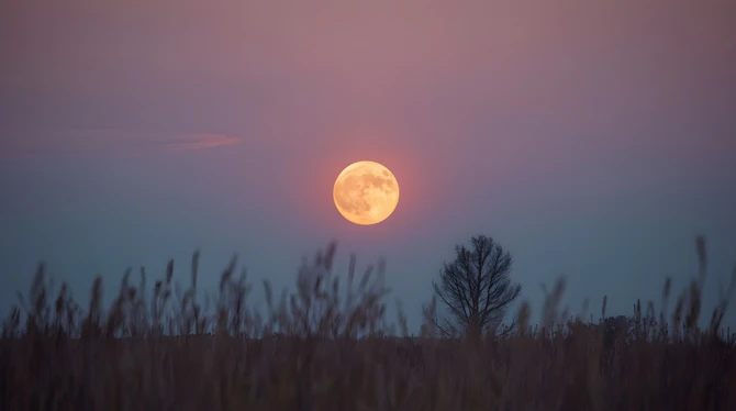 Cvetni Mesec će ove godine biti u Škorpiji