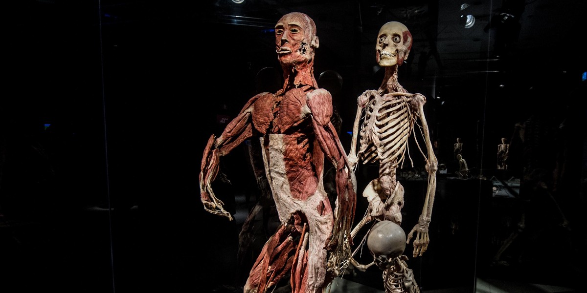 Wystawa Body Worlds w Krakowie 