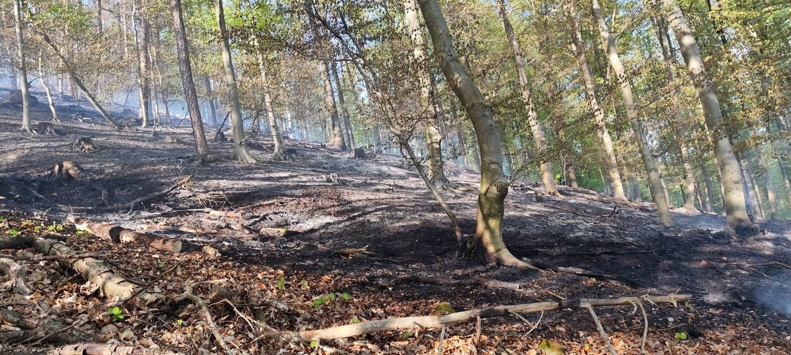S požiarom lesa nad považskobystrickou časťou Orlové bojovalo 36 hasičov. 