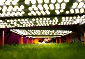 BBC | Foto: Steven Bridges/University of Tennessee