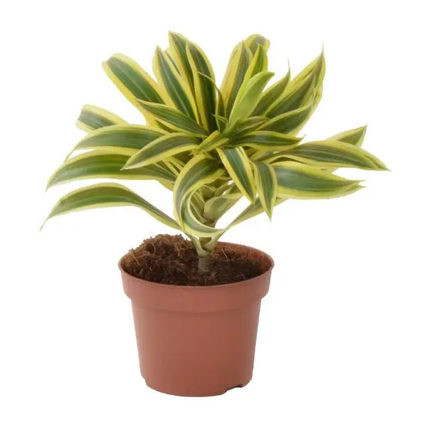 DRACENA ODWRÓCONA