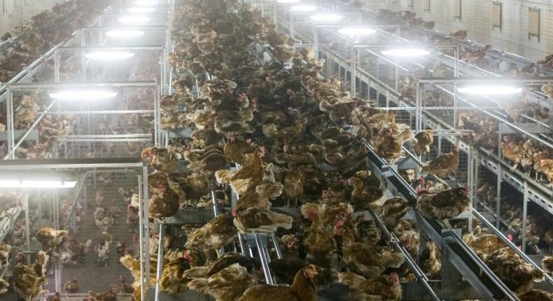 Chicken are locked in a poultry farm in Bergentheim, Netherlands on November 10, 2016, following the discovery of bird flu among wild birds in Europe