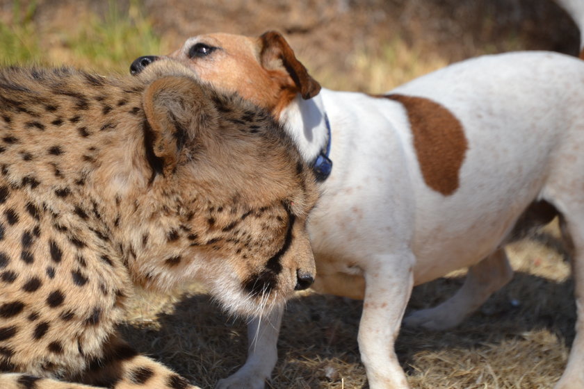 Miłość geparda i psa