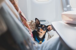 Lecisz na Wielkanoc ze swoim pupilem? Oto, co powinieneś wiedzieć