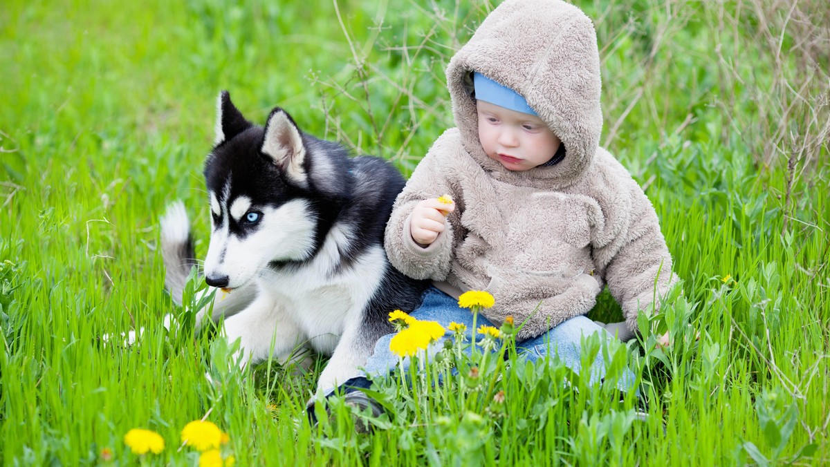 Child with puppy husky