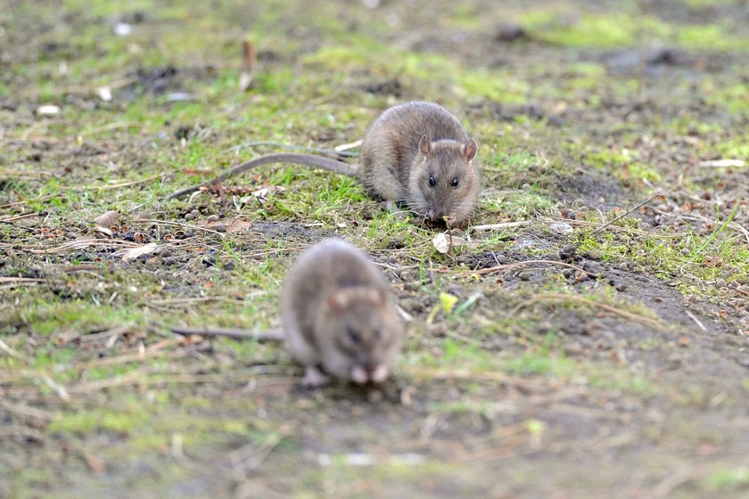 ZOO zamawia jedzenie dla zwierzaków