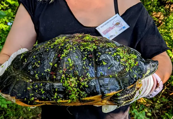 W Wiśle pływał egzotyczny żółw gigant. Sprawdzamy, jak znalazł się w Puławach