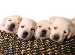 Dla skarbówki pies to rzecz. Płać podatek!