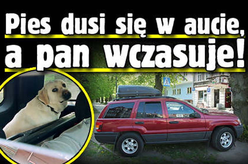 Pies dusi się w aucie a pan wczasuje