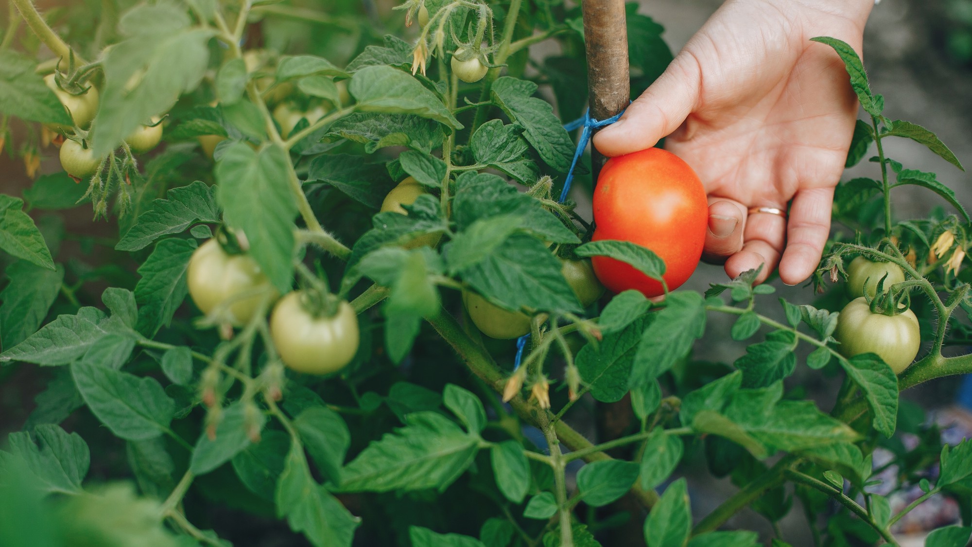 Paradajky a bazalka vedľa seba nie sú náhoda – táto kombinácia prirodzene odpudzuje škodcov a pomáha rastlinám rásť silnejšie.