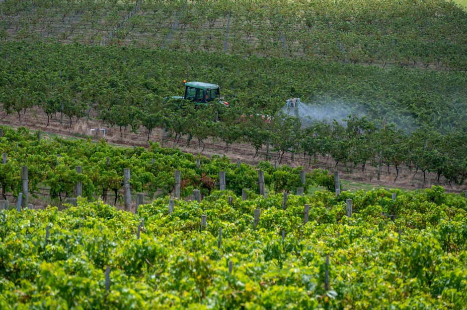 Rast oko četvrtine vinove loze u oblastima kao što je Grifit mora biti zaustavljen