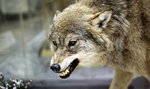 Bądźcie ostrożni. W lubelskich lasach wilk zaatakował grzybiarza