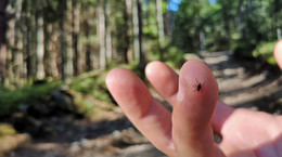 More cases of Lyme disease in Poland.  Check where the ticks are on the body