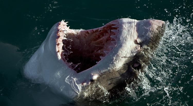 Dél-Afrikában fotózta ezt a félelmetes fehér cápát Chris Perkins.