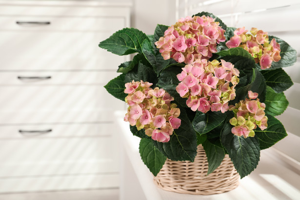 Hortensje to jedne z piękniejszych kwiatów ozdobnych, które z powodzeniem można uprawiać w domowych warunkach, nawet podczas chłodniejszych miesięcy