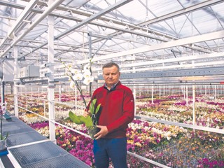 JMP Flowers: Dobre, bo polskie. Także orchidee
