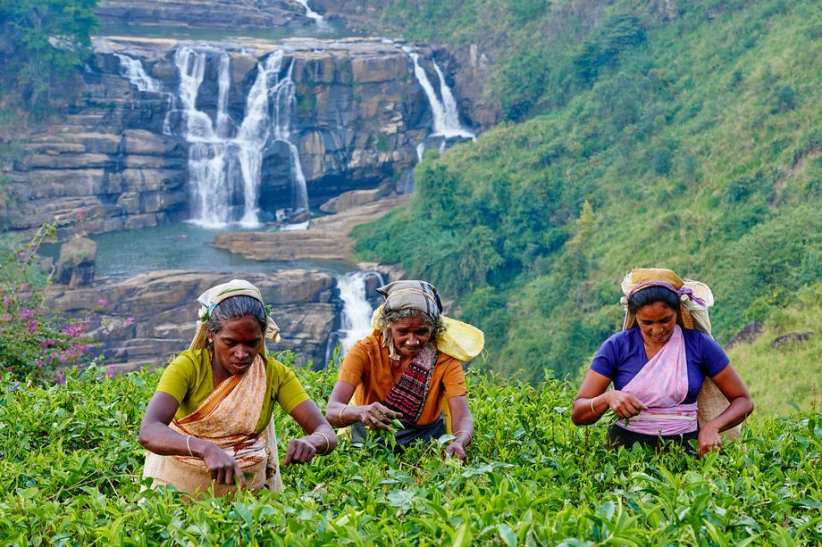 Tamilskie kobiety przy zbiorach herbaty, Nuwara Eliya,  Sri Lanka