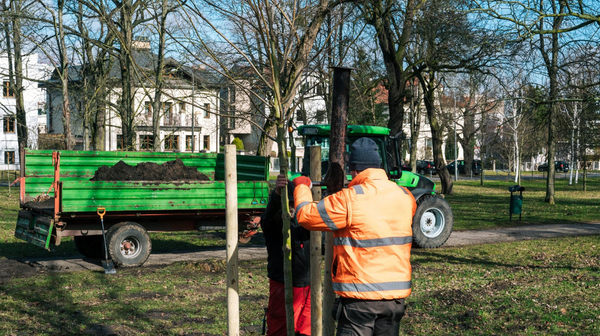 Pracownicy poznańskiego Zarządu Zieleni Miejskiej przystąpili do prac. Tej wiosny posadzą setki nowych drzew w miejskich parkach i przy drogach.