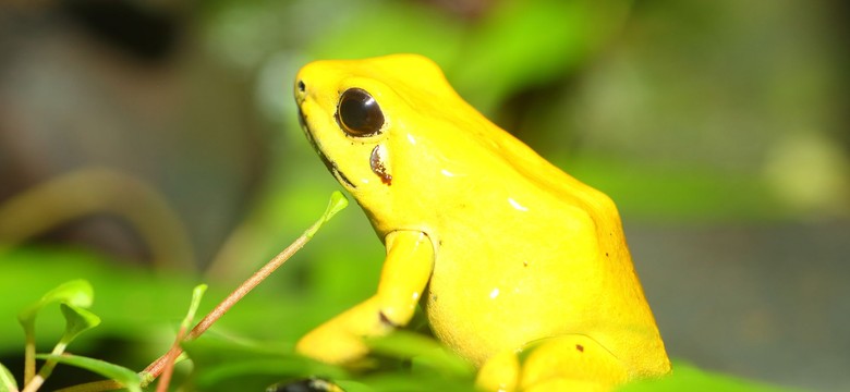 Śmierć uczestniczki warsztatów Kambo. Prokuratura: Wstępne przyczyny? Obrzęk mózgu