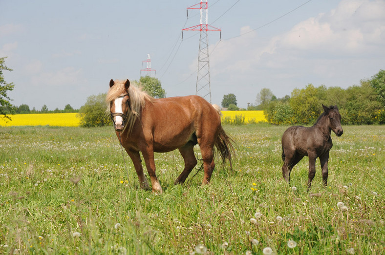 4x4 Family Adventure: rodzinna przygoda na Podlasiu