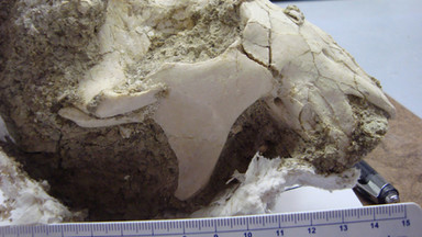 Tajemnicza czaszka z Madagaskaru. Czy odkryliśmy nowego ssaka