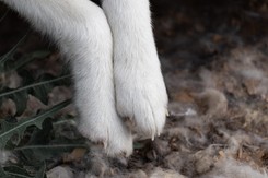 Półżywe psy z wystającymi żebrami, w miskach piasek. DIOZ oskarża gminę Rusiec