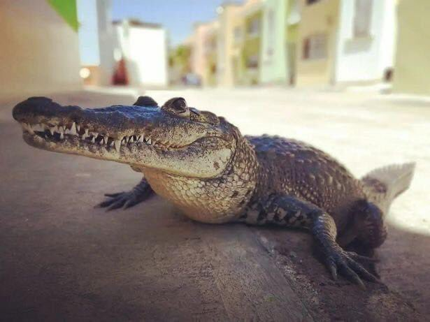 Muž má neobyčajného domáceho miláčika.