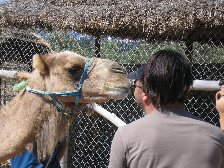 "Kiss me camel!" 