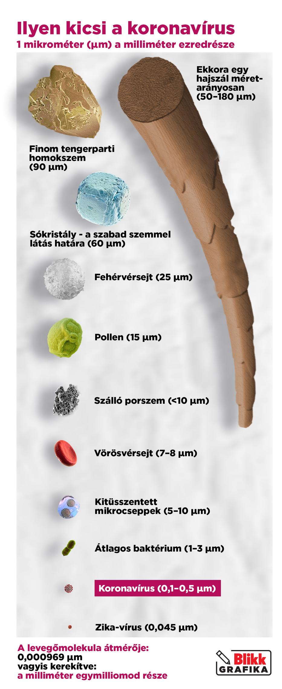 A koronavírus mérete / Grafika: Séra Tamás