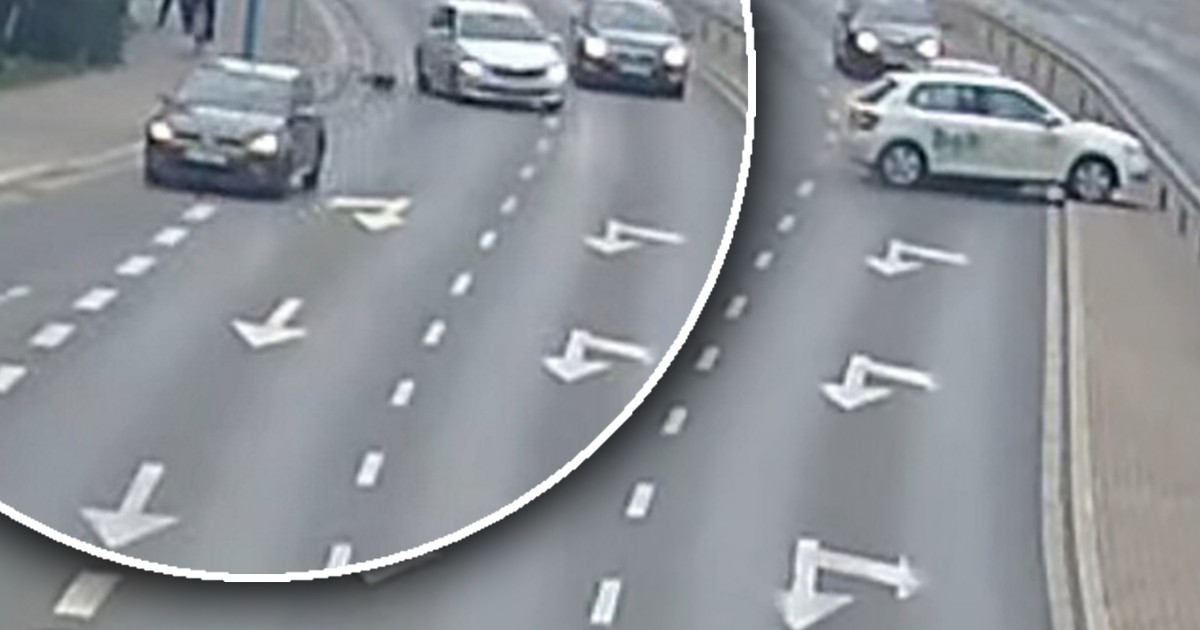 Chwile grozy w Legnicy. Pies uciekł właścicielowi i wbiegł na ruchliwą ulicę