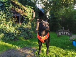 Twój pies głośno szczeka? Sprawdź, kiedy możesz dostać mandat