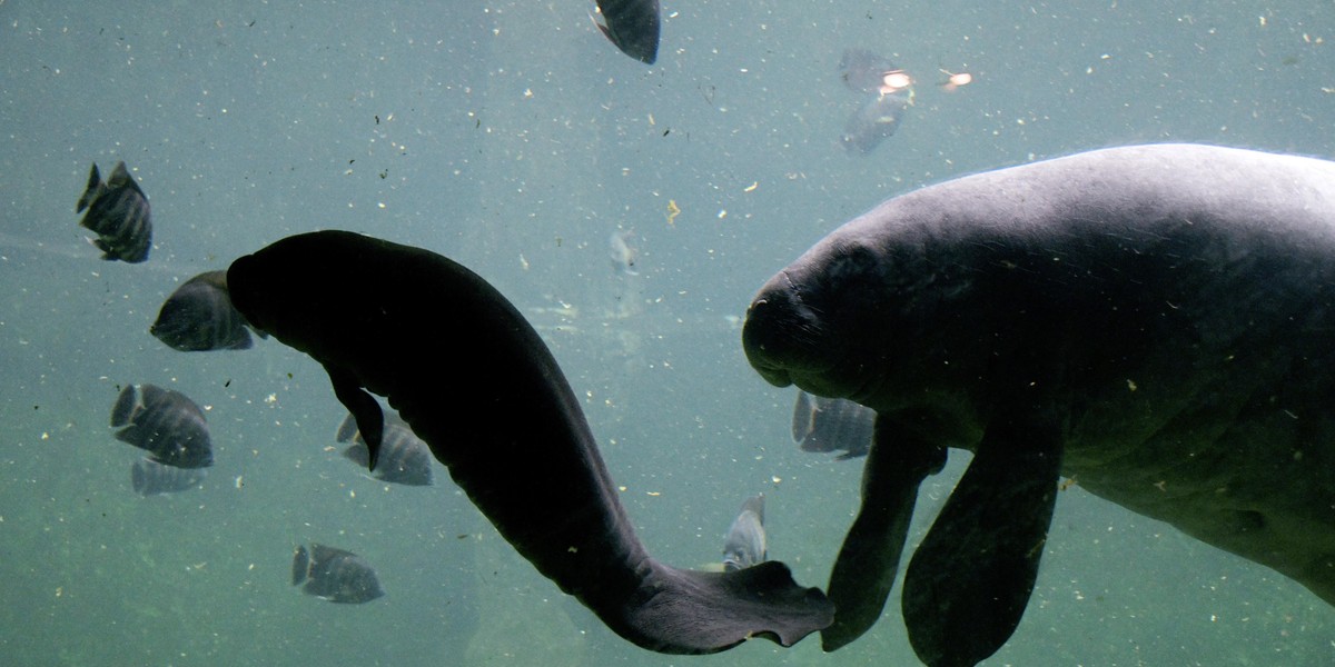 We wrocławskim zoo urodziła się syrena. Małe waży 20 kg!