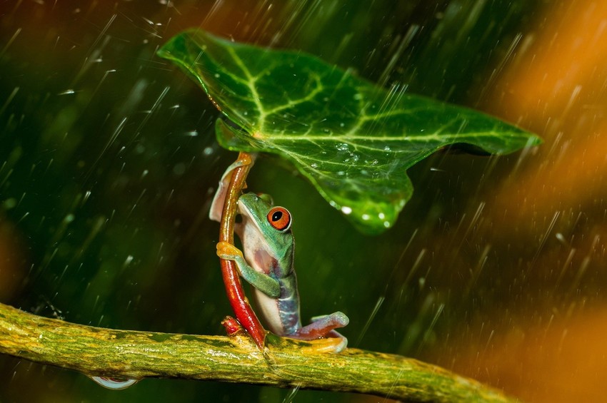 Životinje bespomoćne pred naletom civilizacije