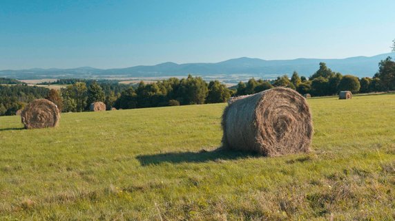 Czerniec