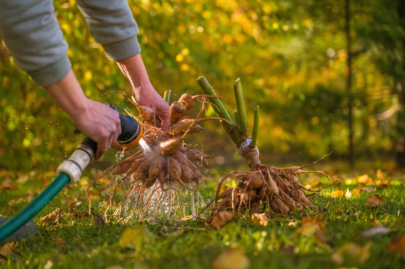 bulwy dalii karpy kiedy wykopać jak przechowywać