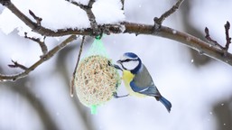 kule tłuszczowe najprostszym sposobem dokarmiania ptaków. czy są bezpieczne?