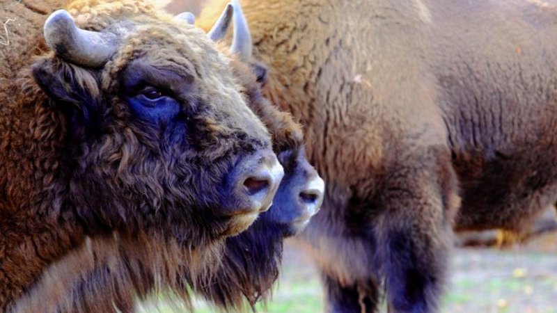 Żubry z wrocławskiego ZOO Fot Kacper Kowalczyk