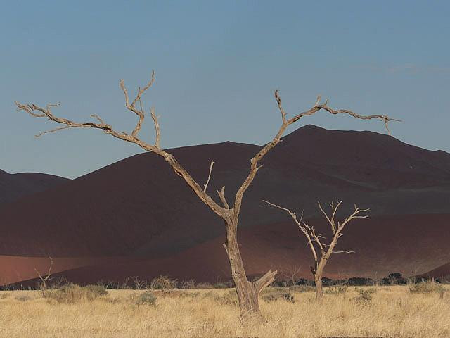 Galeria Namibia - Pustynia Namib, obrazek 9