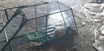 Zabili psa prądem. Jeden z katów nie żyje! Miał rozrusznik serca