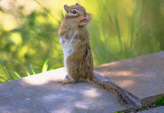 Oto najzabawniejsze zdjęcia zwierząt. Wyłoniono finalistów Comedy Wildlife Photo Awards