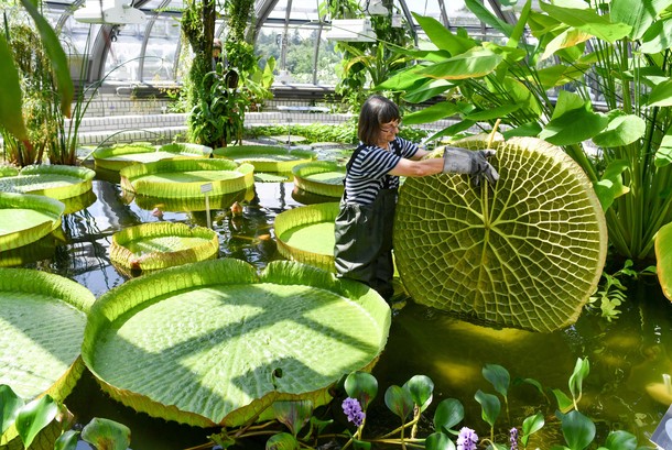 Reopening of Victoria House in the botanical garden