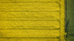 Chiny przywróciły import kanadyjskiego rzepaku. Powód: wojna w Ukrainie