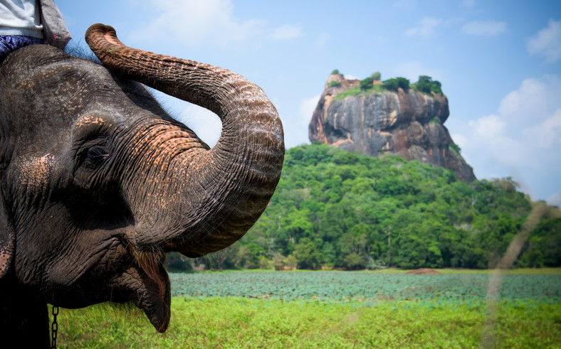 Słoń na tle Lwiej Skały, Sri Lanka
