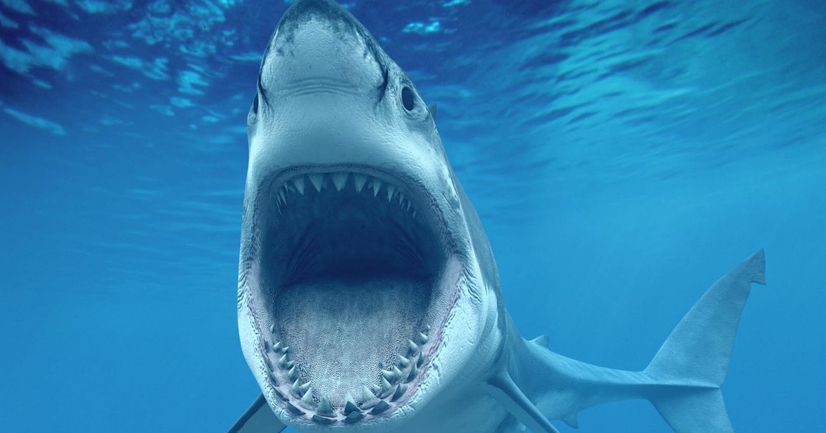 Un buzo fue decapitado por un gran tiburón blanco de 6 metros en México frente a un pescador, dice el informe