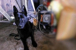 Sokółki. Pies doprowadził policjantów do włamywaczy