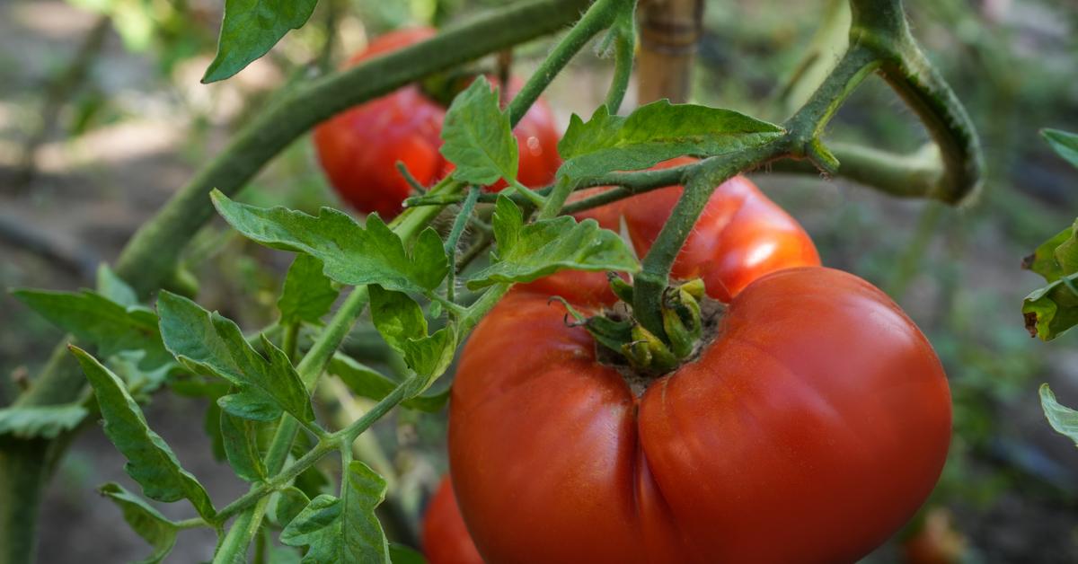  Załamanie rynku pomidorów. Za to koperek drożeje